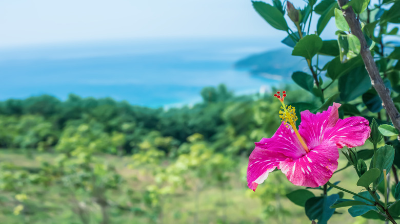 Hibiscus flower growing on Hawaii