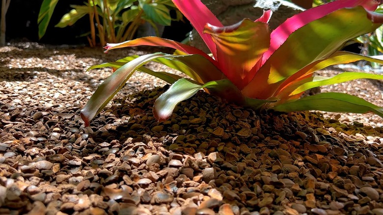 Macadamia nut shell ground cover in Hawaii
