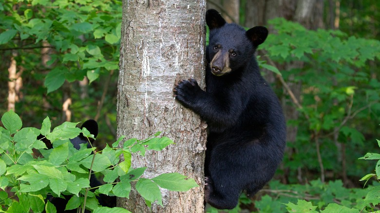 black bear cub climbs a tree
