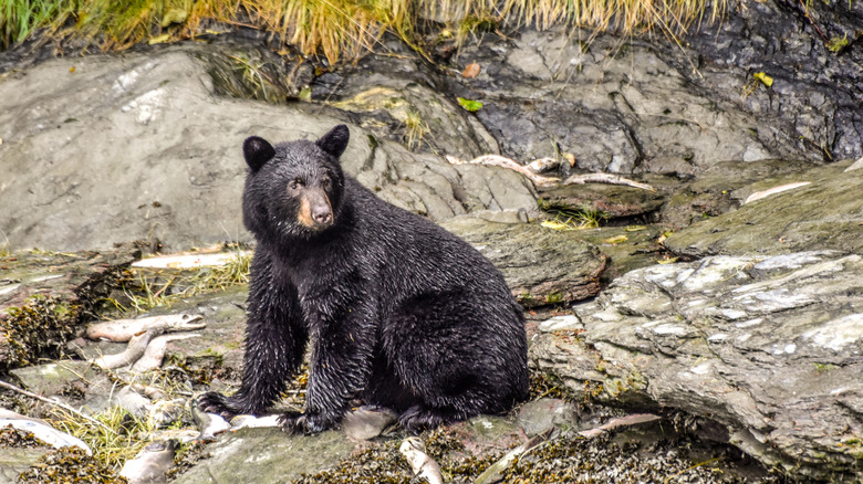 black bear sits by many dead salmon