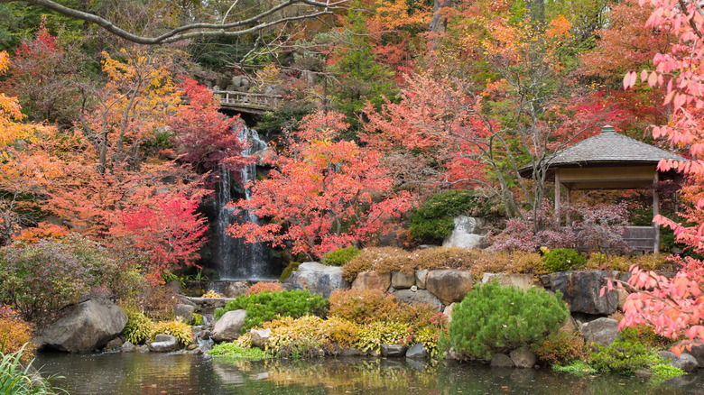 Anderson Japanese Gardens in the fall