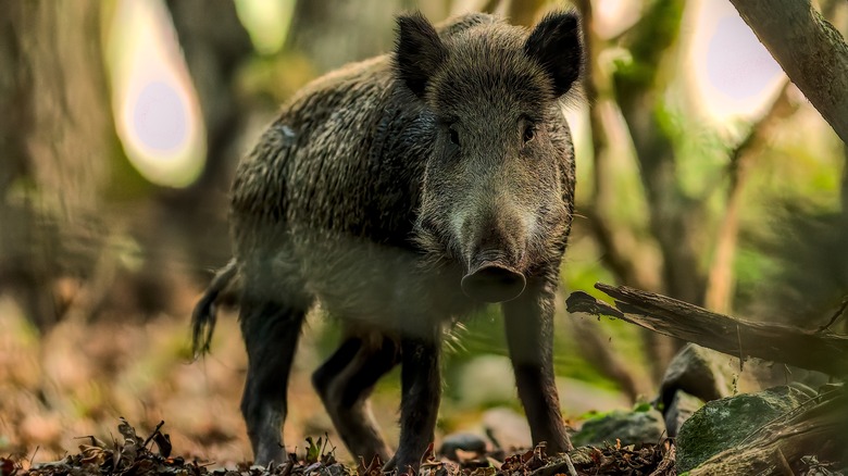 Wild Boar on the forest ground