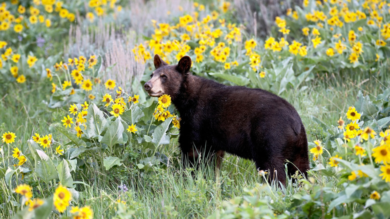 Young black bear surrounded by yellow flowers