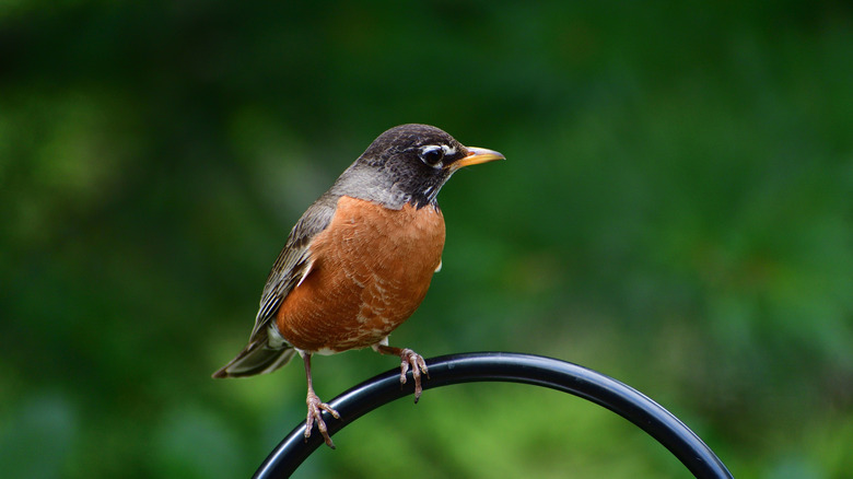 American robin
