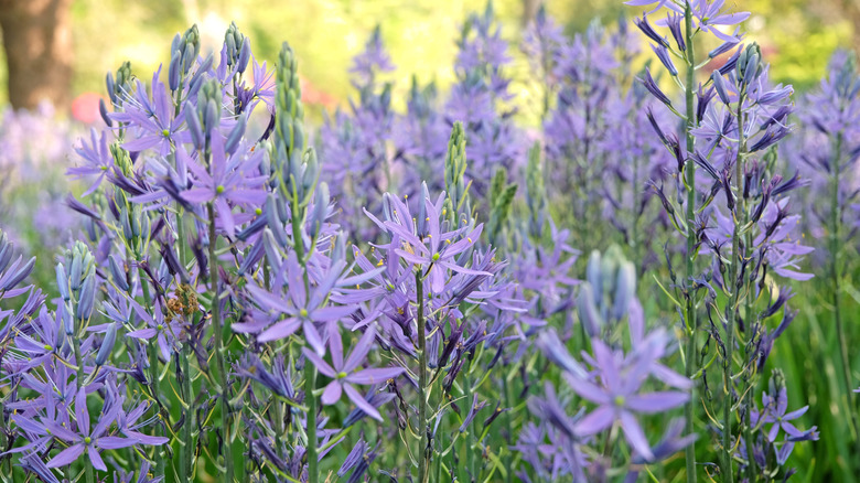 Camas (Camassia quamash) blooms in spring