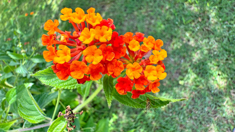 Bright orange and red lantana camara blooms