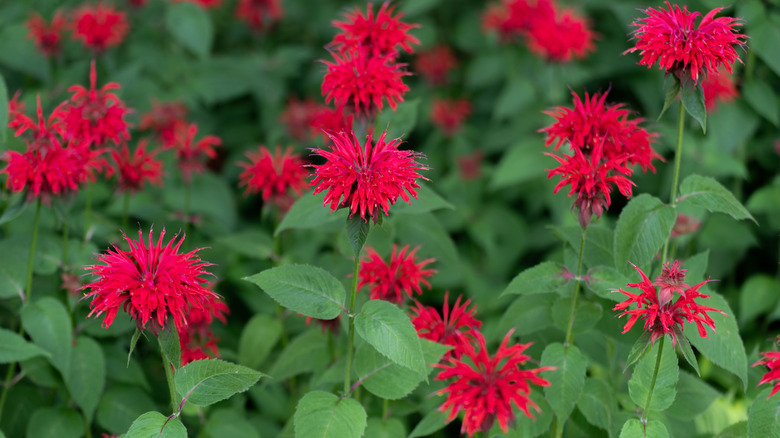 Bright red bee balm flowers in full bloom