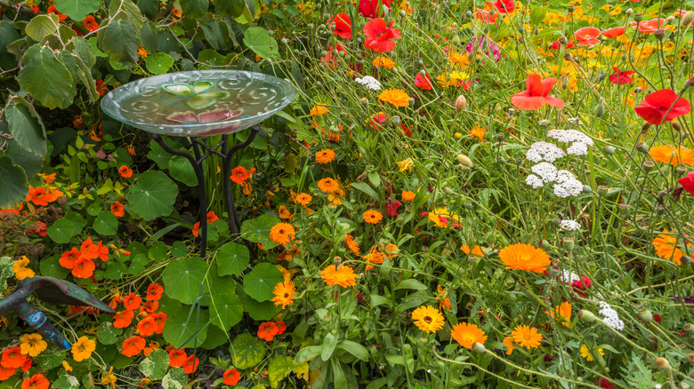 The Vibrant Flower You'll Wish You Planted Next To Your Birdbath Sooner