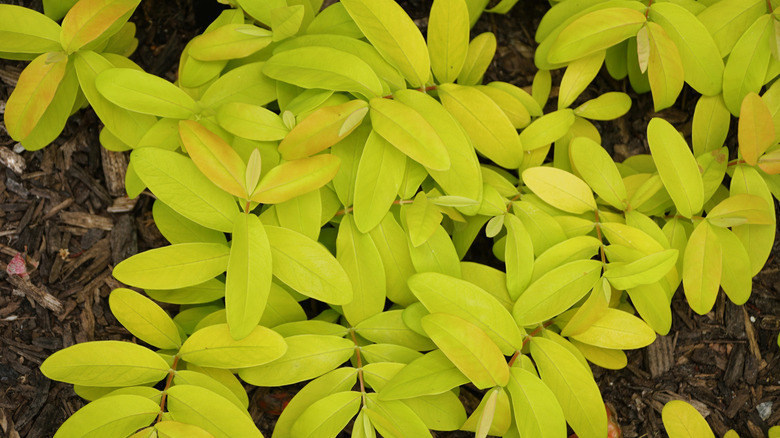 Hypericum calycinum St. John's Wort 'Brigadoon'