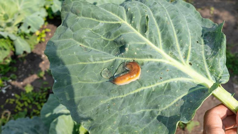 Brown slug on a green cabbage leaf in the garden