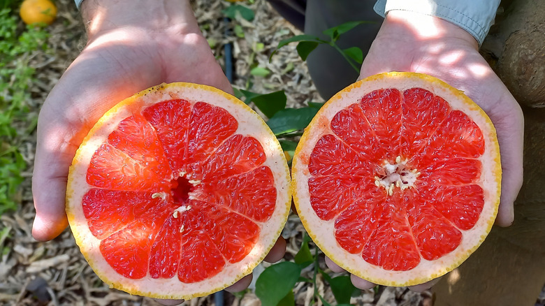 Holding halved pink grapefruit in garden