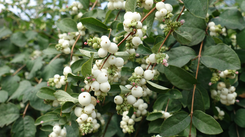 Snowberry shrub full of white berries