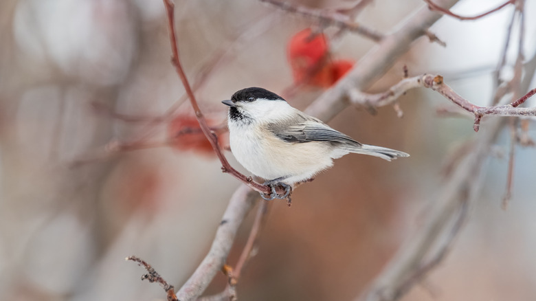 Songbird on a branch in winter