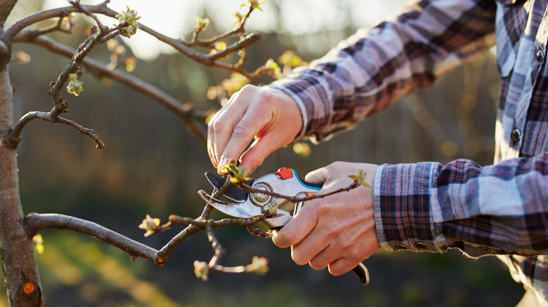 Gardener pruning a plant in the shade of the evening