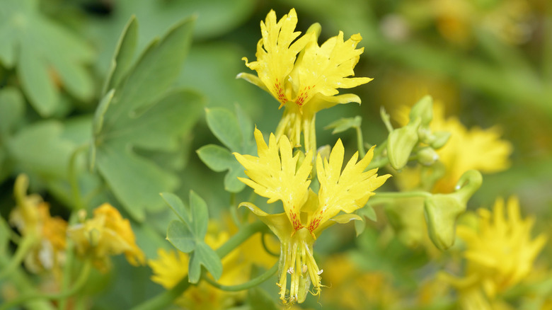 Close-up shot of yellow canary creeper flowers