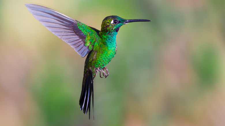 Green hummingbird hovering in the air