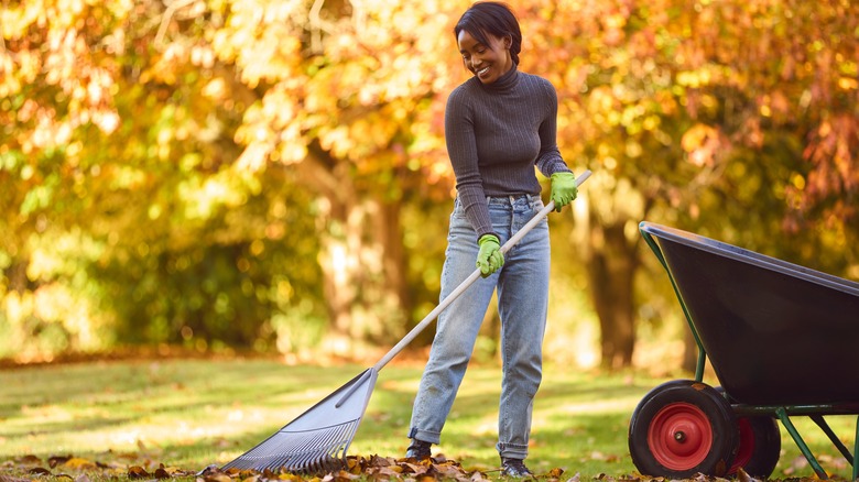 a gardener takes fallen leaves