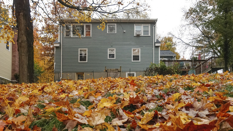 leaves lying in a yard beside a house