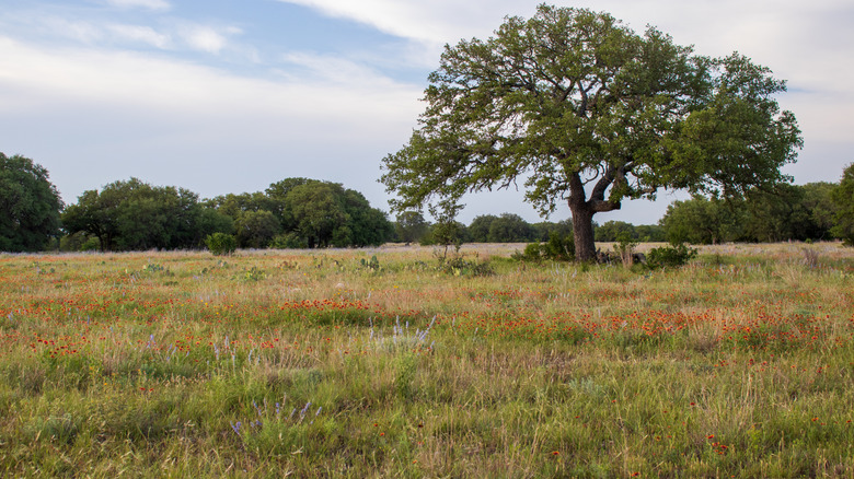 A field in Texas