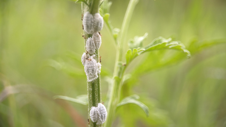 Mealybugs on a stem