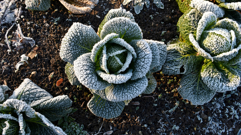 Frost-covered heads of cabbage