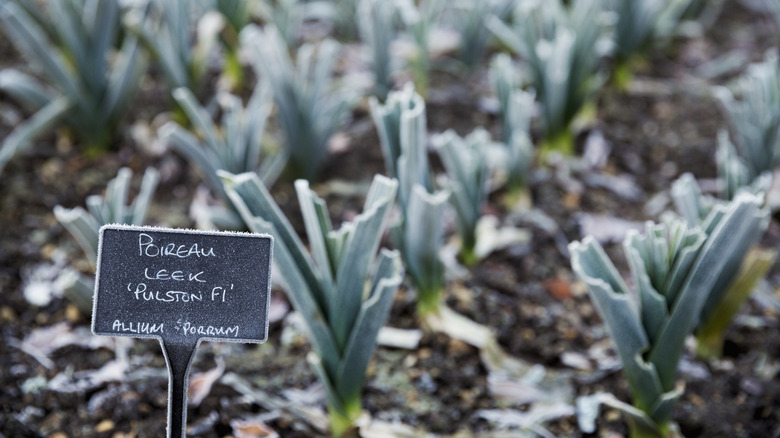 Leeks growing in a garden