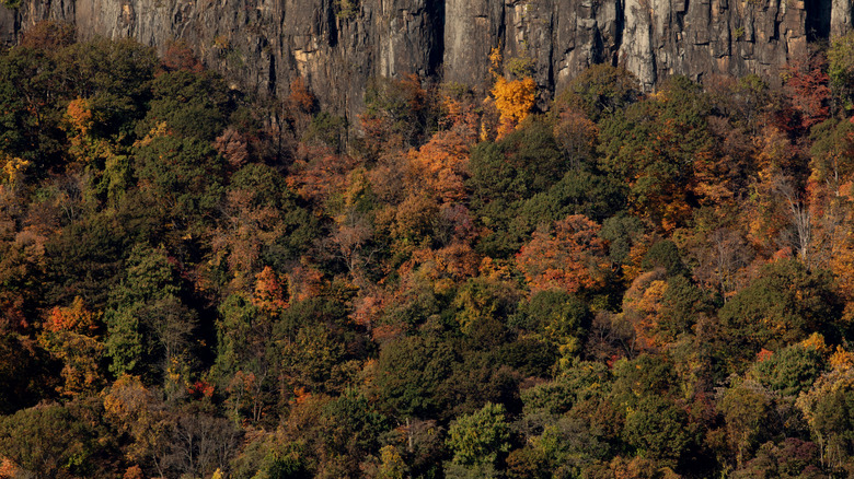 Fall foliage along the Palisades Cliffs