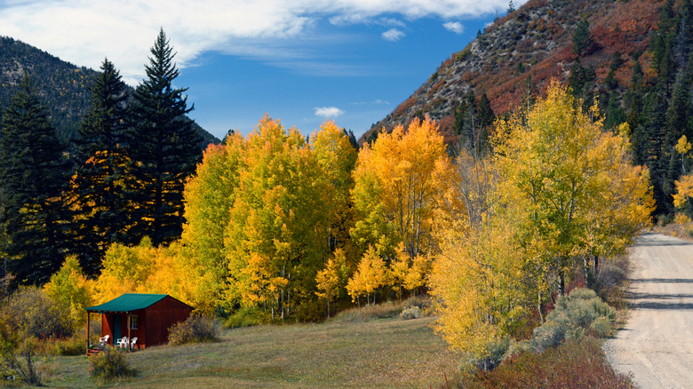 Fall Foliage in Red River, New Mexico