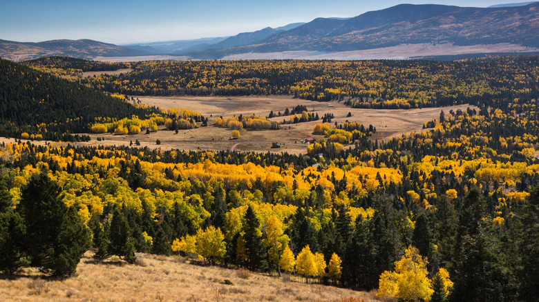 Fall foliage near Angel Fire, New Mexico