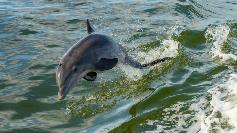 bottle nosed dolphin