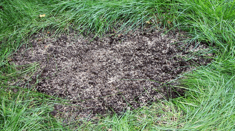 bare spot in lawn with fresh grass seed