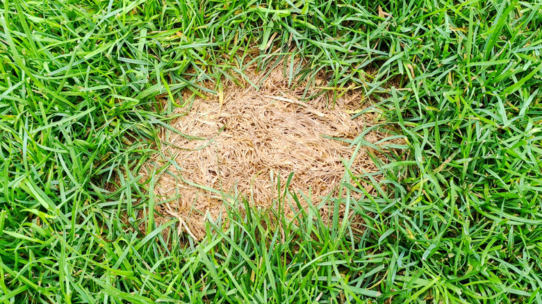 brown spot in lawn