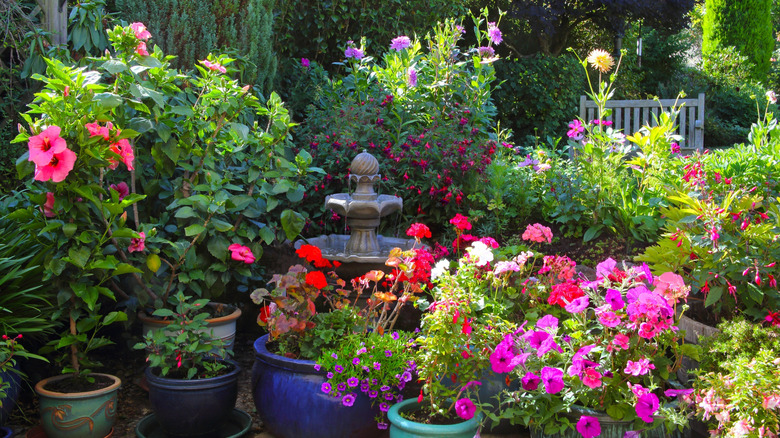 English garden full of flowers including bloody cranesbill geraniums