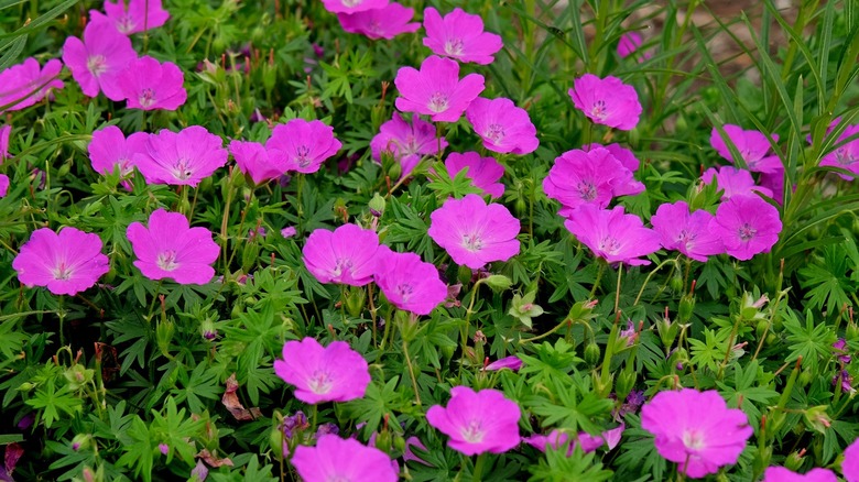 a bloody cranesbill geranium flower