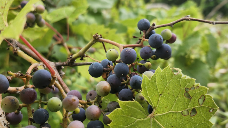 Wild grapes