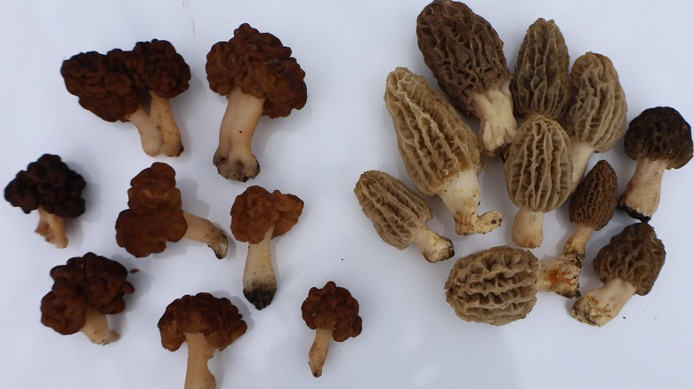 False morels on the left, true morel mushrooms on the right
