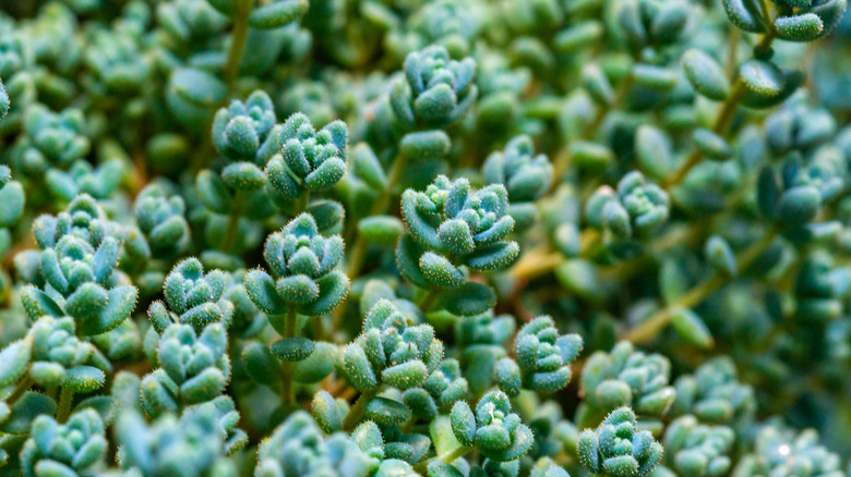 A blue tears sedum with tight clusters of blue-green leaves