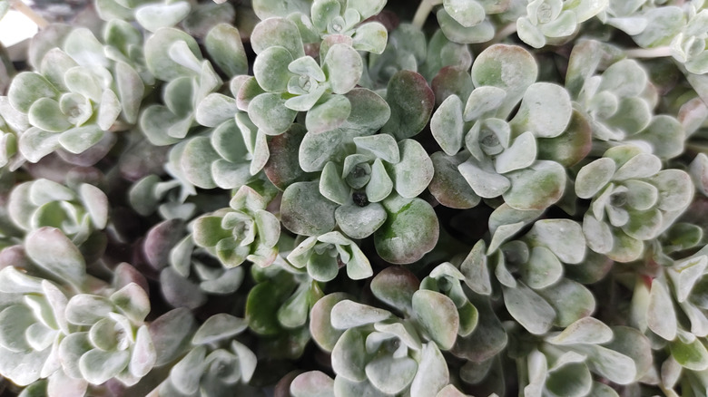 Close-up of fleshy Cape Blanco sedum leaves