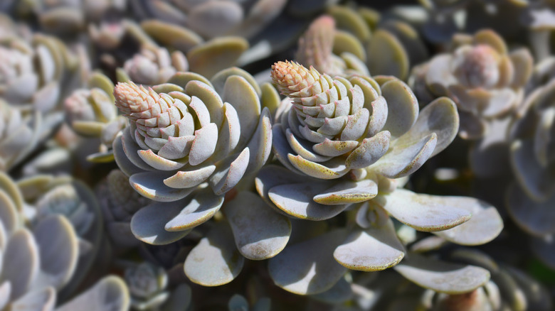 Close-up of Chinese dunce cap succulents
