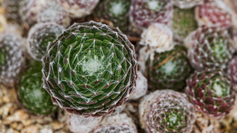 A cobweb houseleek with web-like threads criss-crossing its leaves