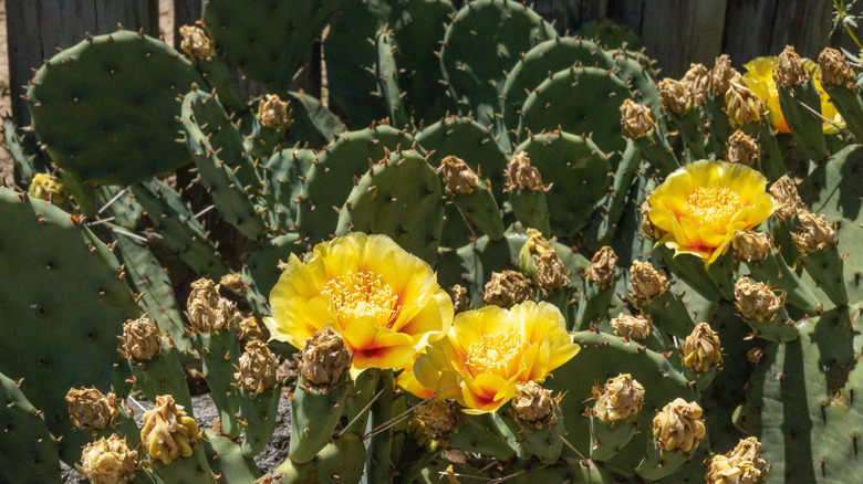 Eastern prickly pear cacti with yellow flowers