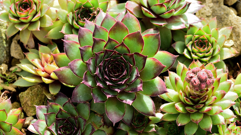 Rosette leaf clusters of a sempervivum mahogany