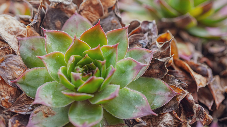 A houseleek with green, red-tipped leaves