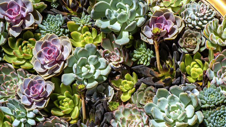 A multi-colored assortment of succulents