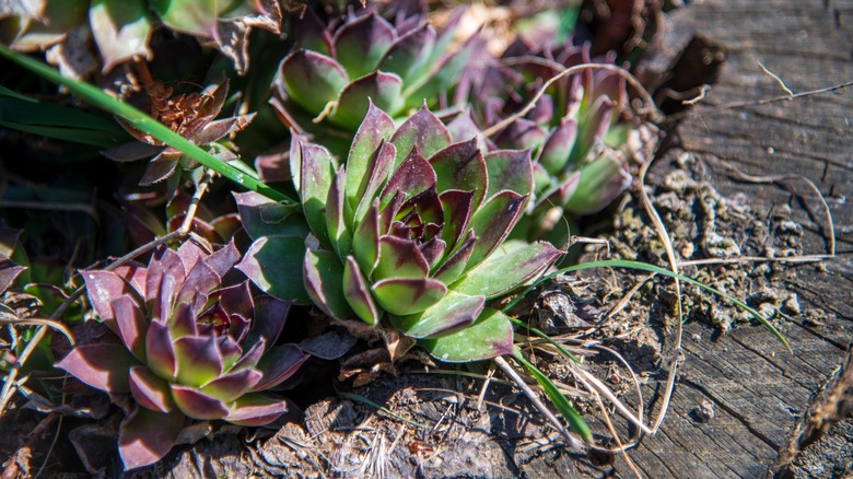 A Job's beard succulent with green, red-tipped leaves