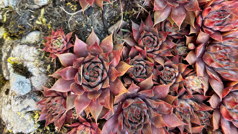 Red lion sempervivums in rocky soil