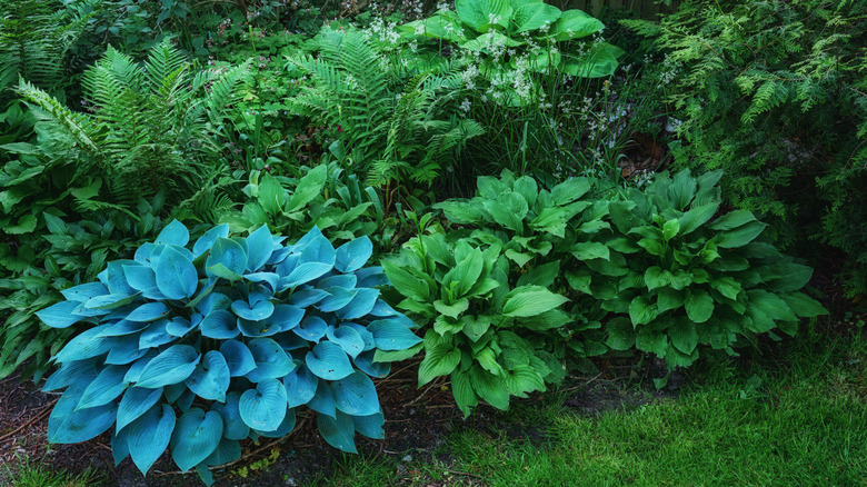 Hostas and ferns grow together in a shaded garden area