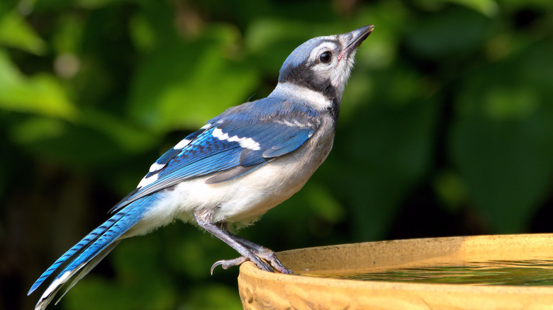 Blue bird sits on rim of bird bath