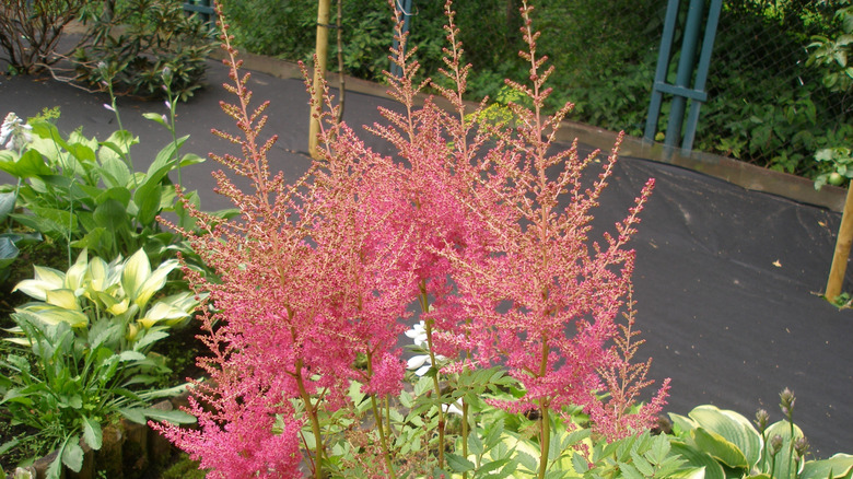 Red astilbe grow tall surrounded by hosta and other greenery.