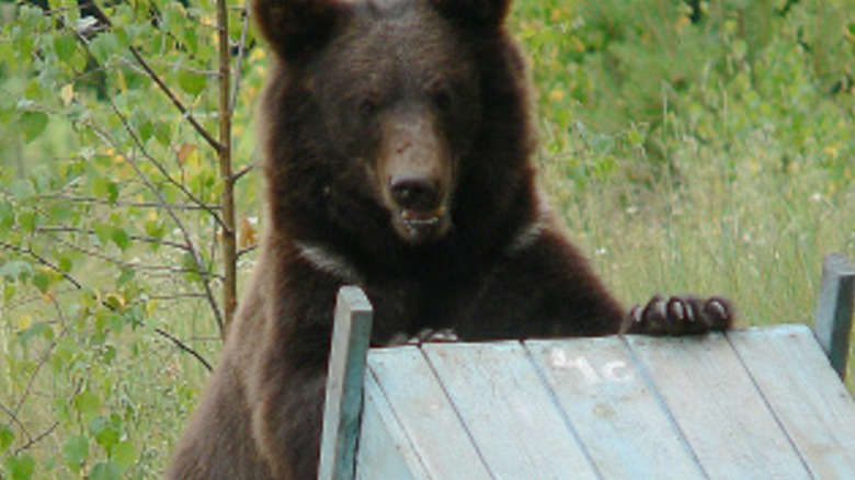 Bear at beehive